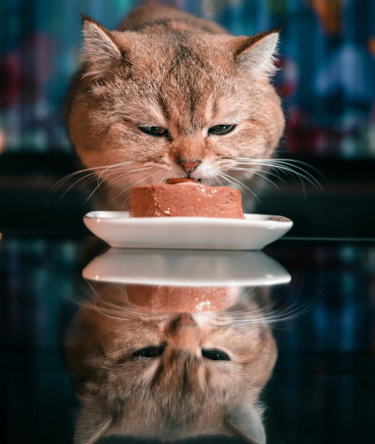 Alimentation humide pour chats, quels sont ses bénéfices ?  