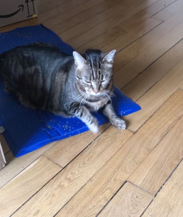 Canicule, avez-vous entendu parler du tapis fraicheur pour chat ?