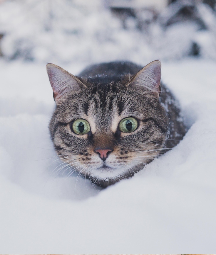 Comment les Protéger votre chat en hiver ?