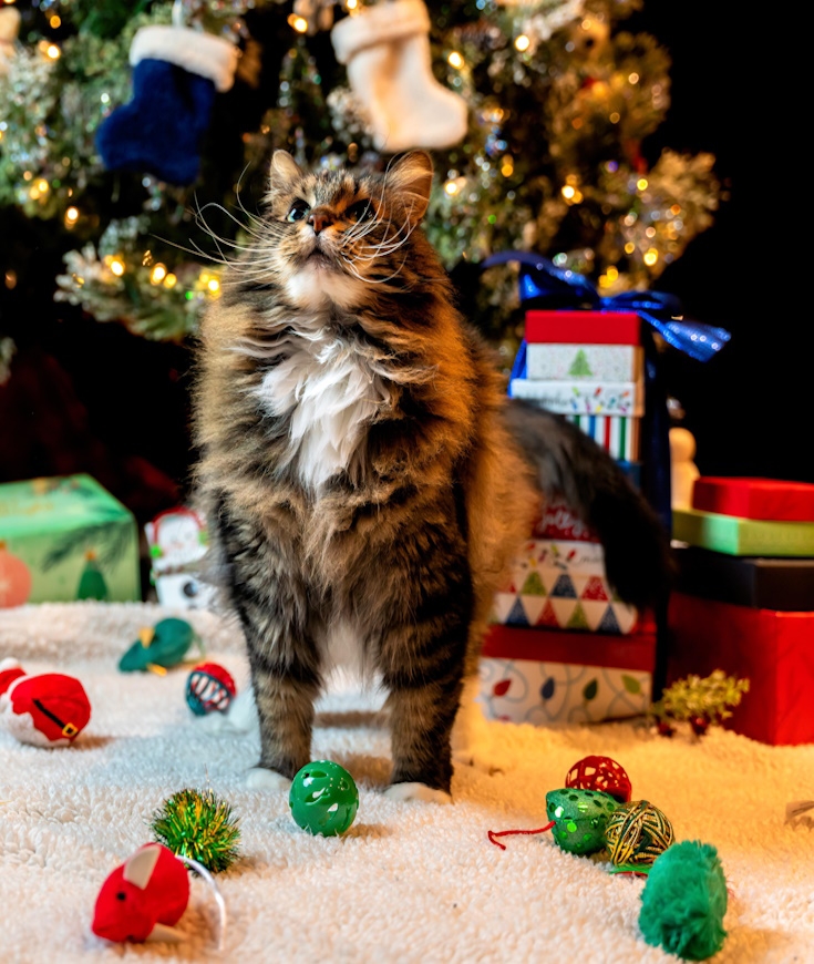 Et vous ? Un cadeau pour Félix cette année ?