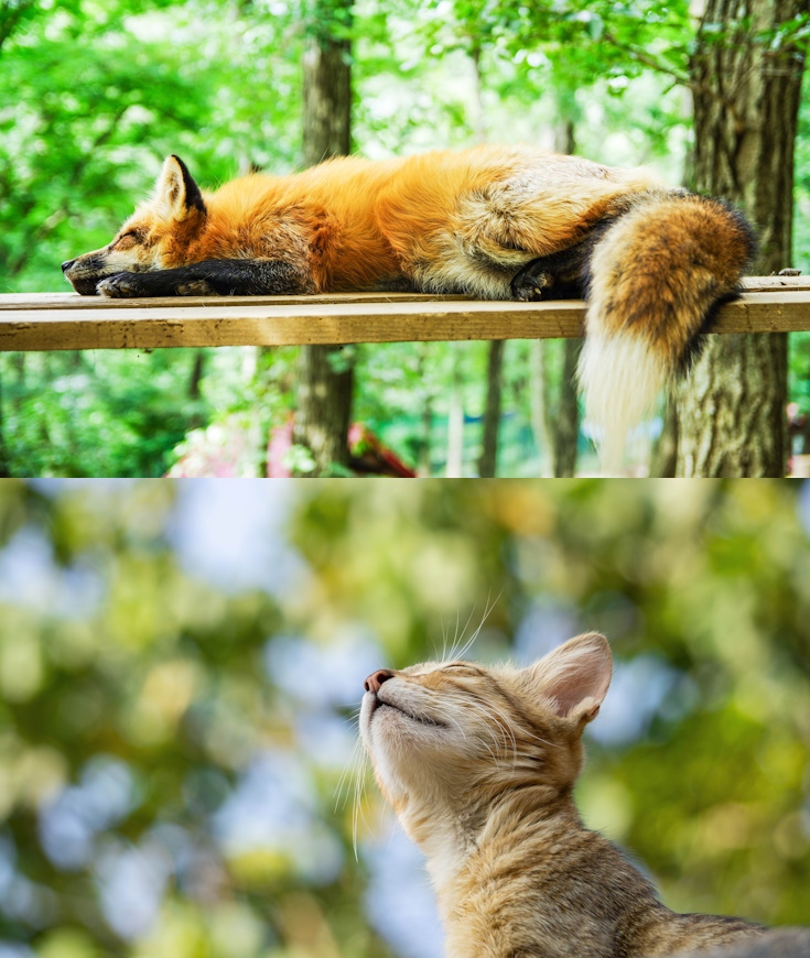 La fable de Jean de La Fontaine Le Chat et le Renard