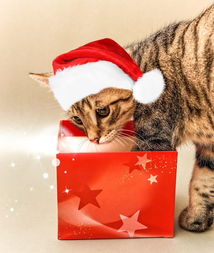 Les Chats et les Cadeaux de Noël