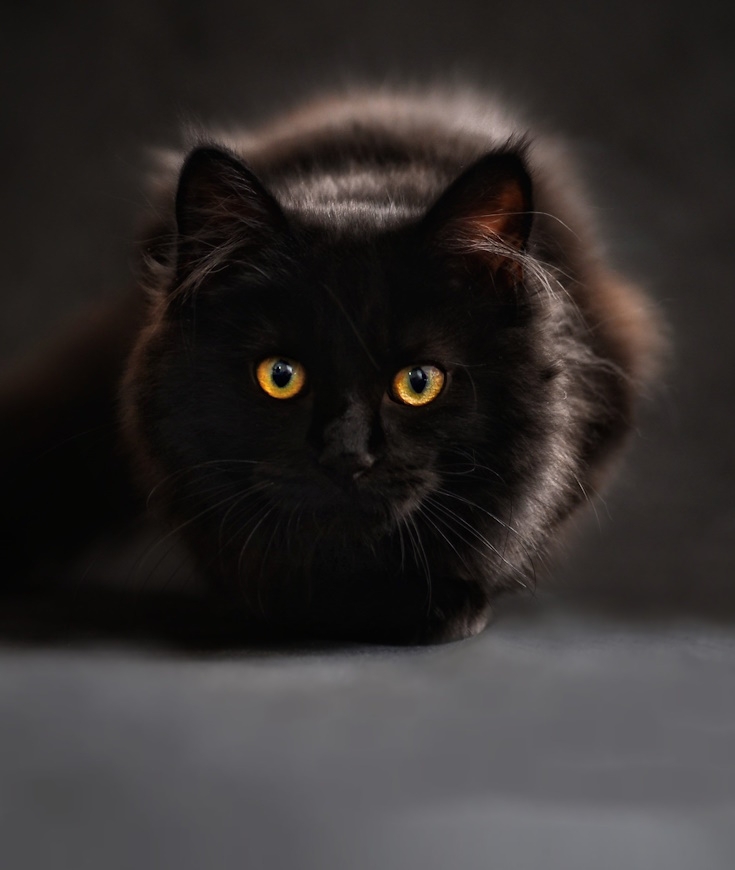 Mystère et Élégance...Les chats noirs, qui sont ils ? 