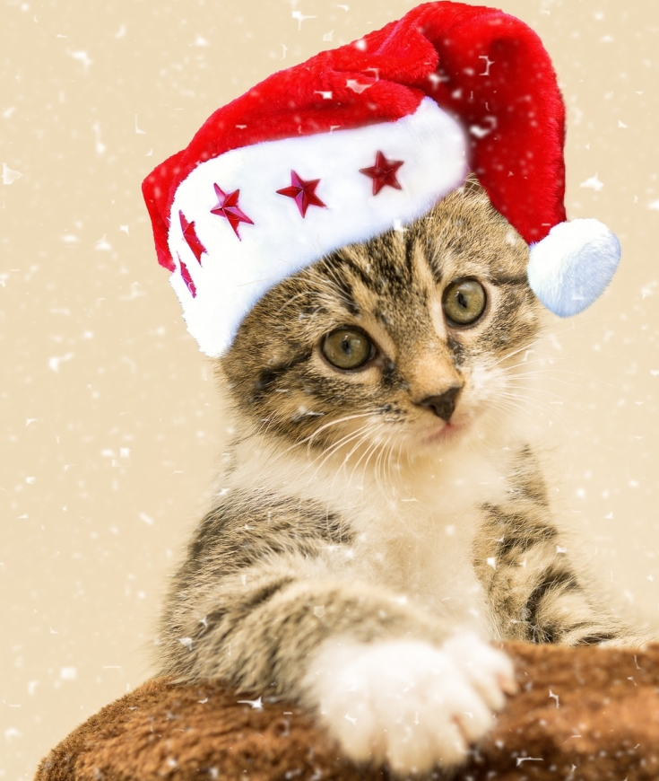 Noël et les chats ! une grande histoire d'amour 
