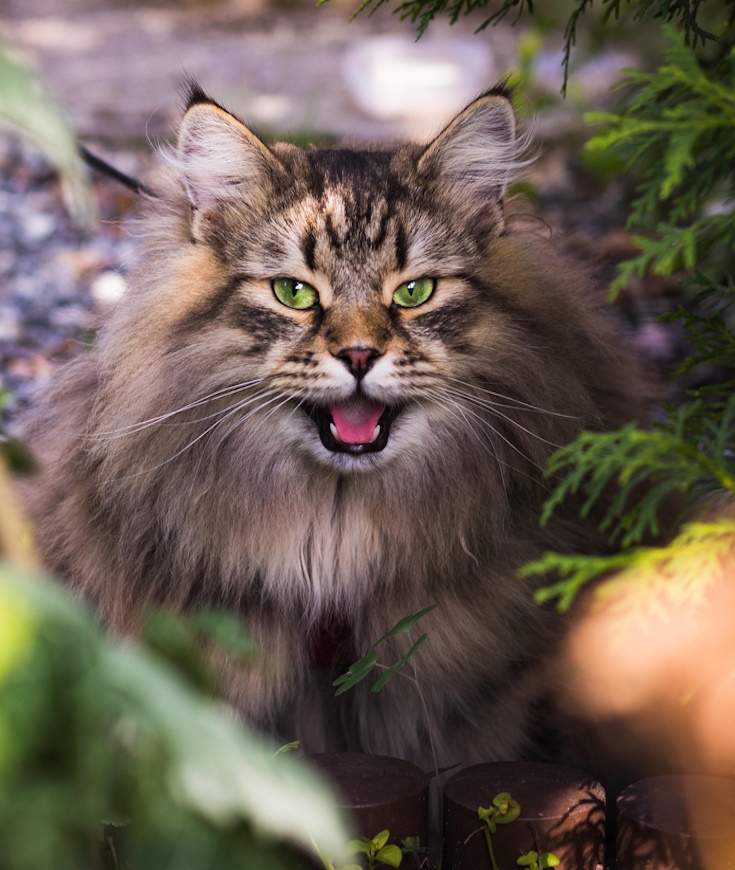 Votre Chat est-il Heureux ?